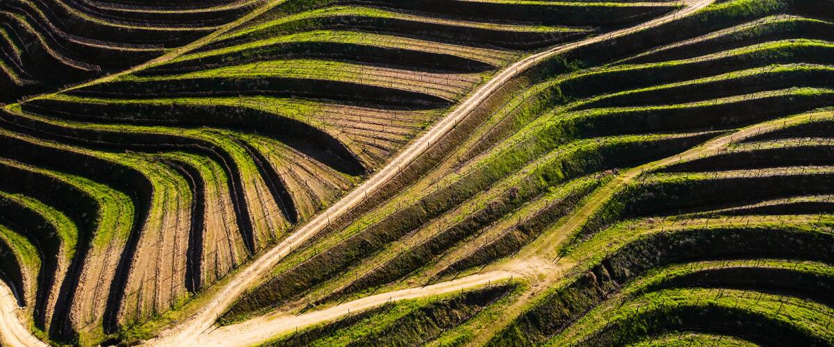 Terraced fields with winding paths.