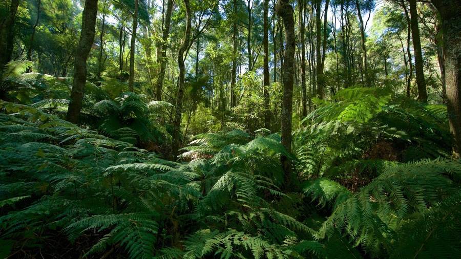 A dense forest with tall trees and lush green ferns.