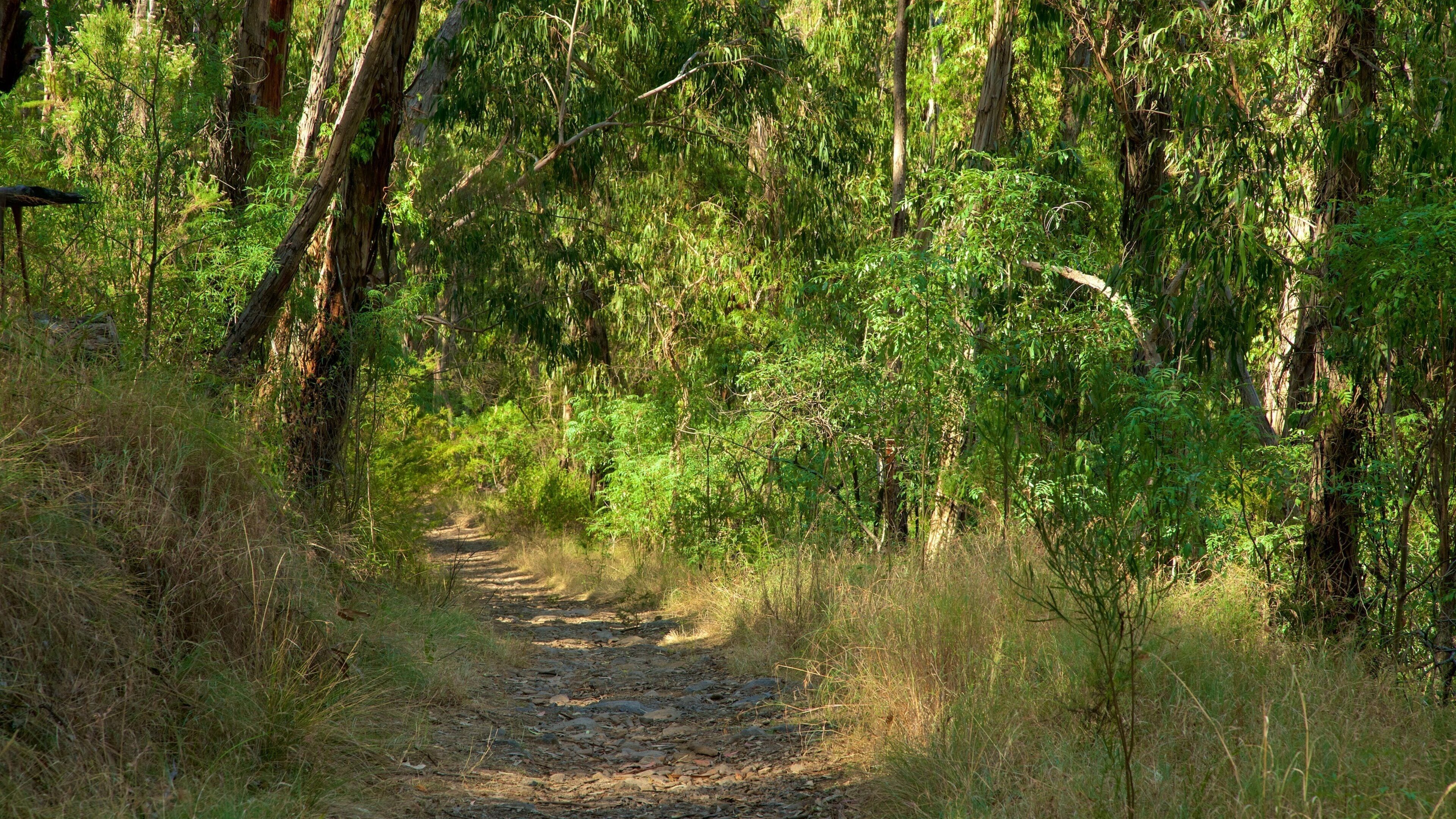 Dandenong Ranges nasjonalpark