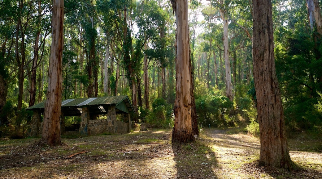 Dandenong Ranges National Park