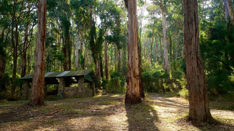 Parque nacional Dandenong Ranges