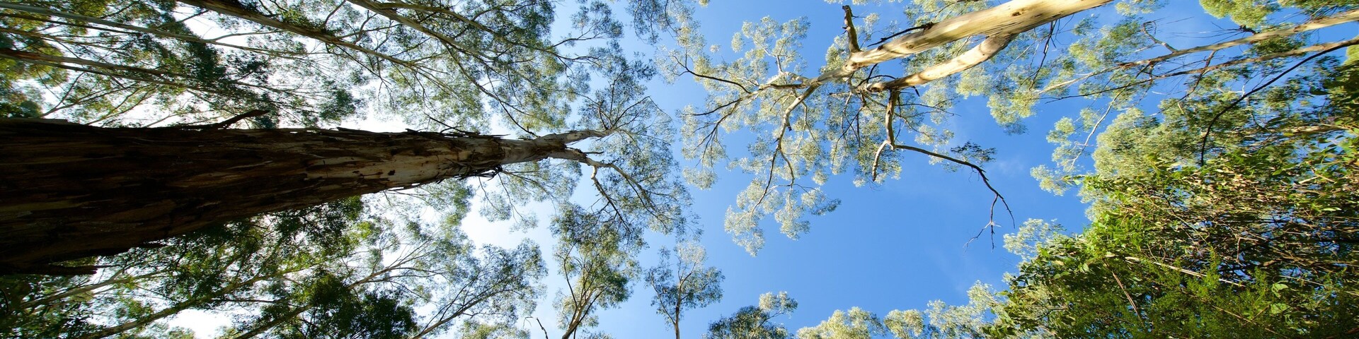 Dandenong Ranges National Park showing rainforest