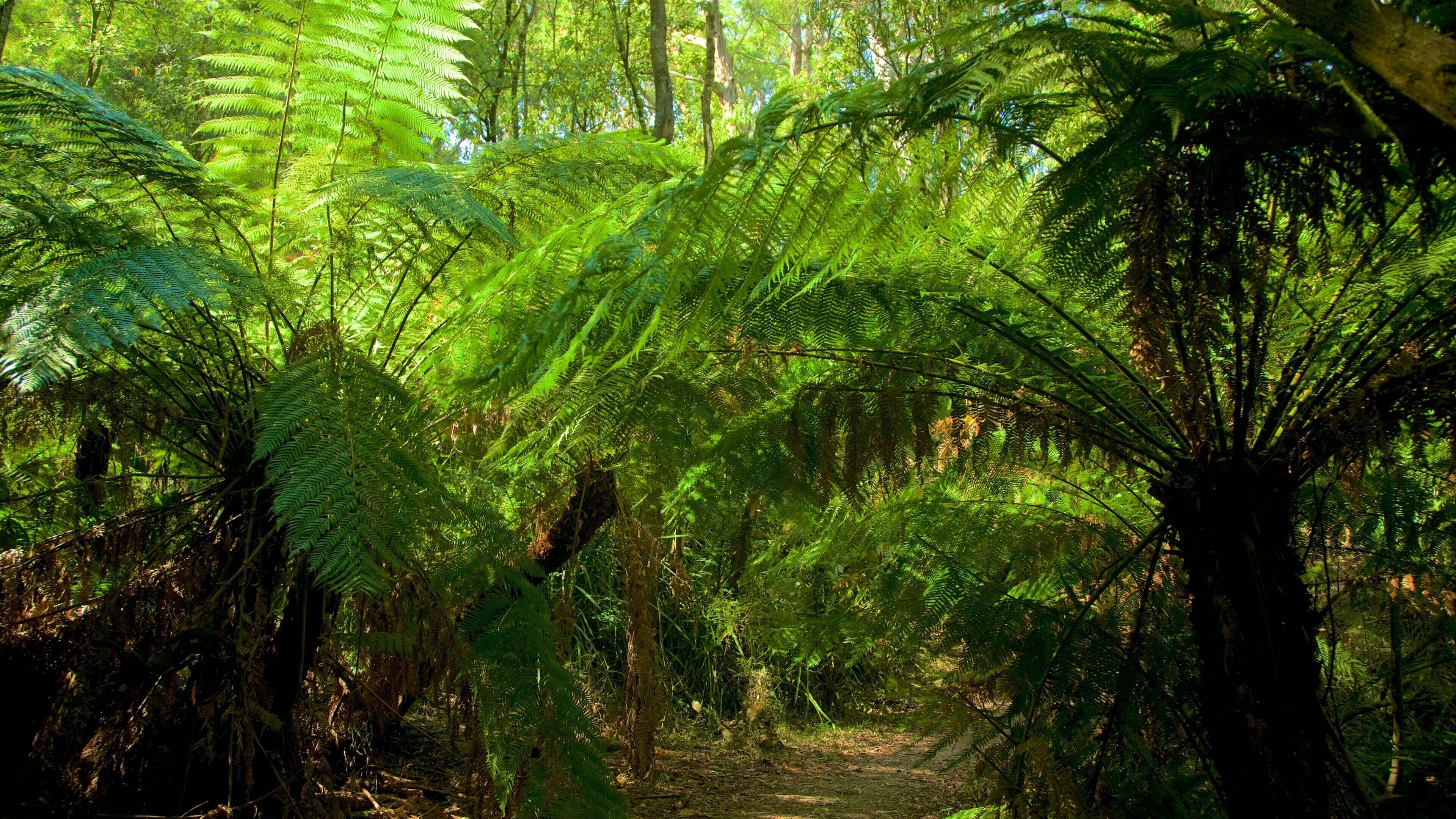 Dandenong Ranges National Park showing rainforest
