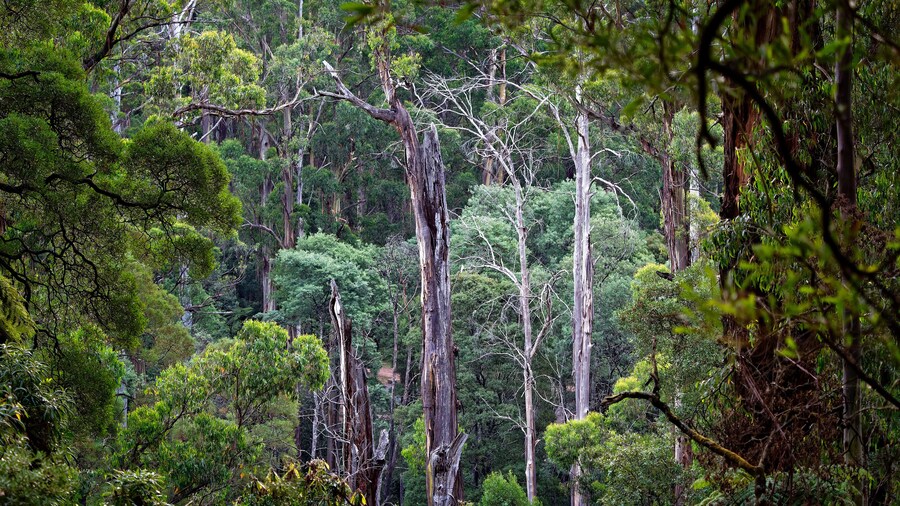 Parque nacional Dandenong Ranges
