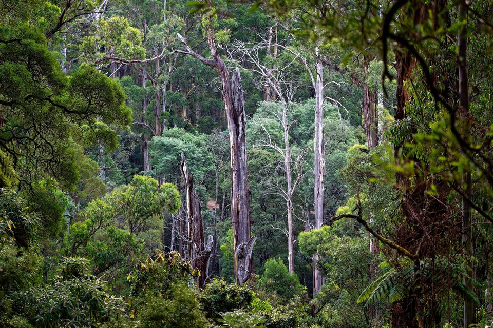 Uma floresta densa com árvores altas e vegetação exuberante.