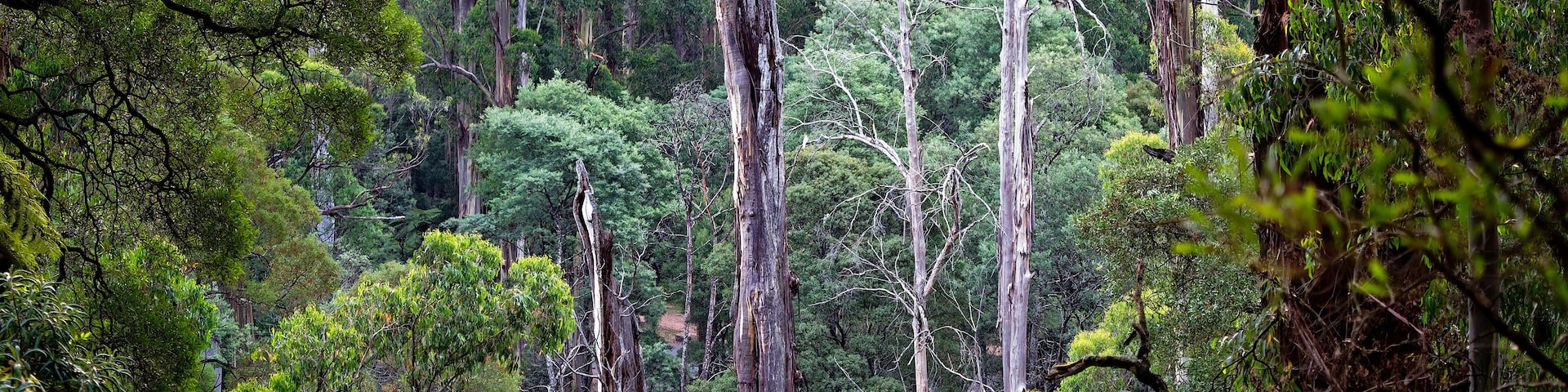 Australia - Dandenong Ranges, Dandenongs are a set of low mountain ranges, Mount Dandenong, east of Melbourne, Victoria, Australia. National Park