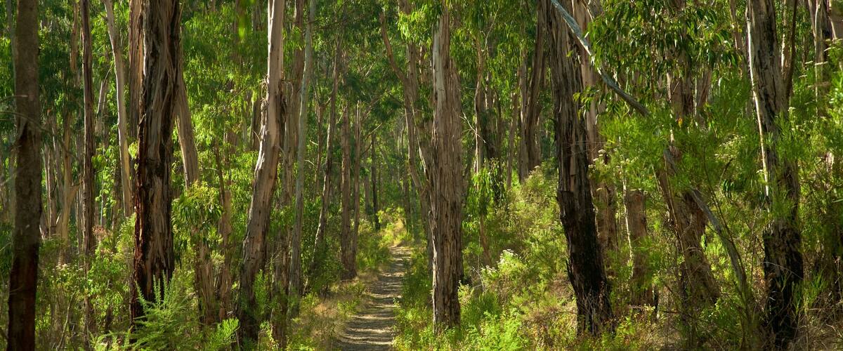 Dandenong Ranges National Park featuring rainforest