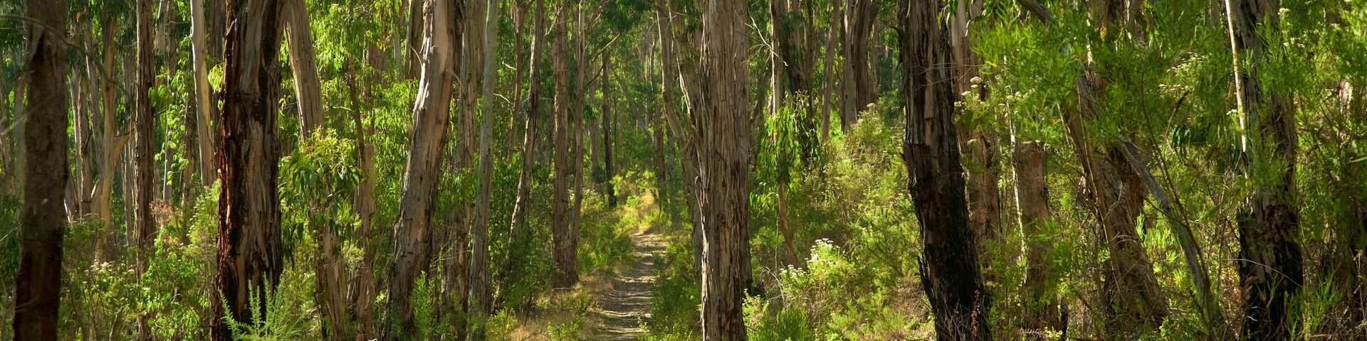 Dandenong Ranges National Park which includes rainforest