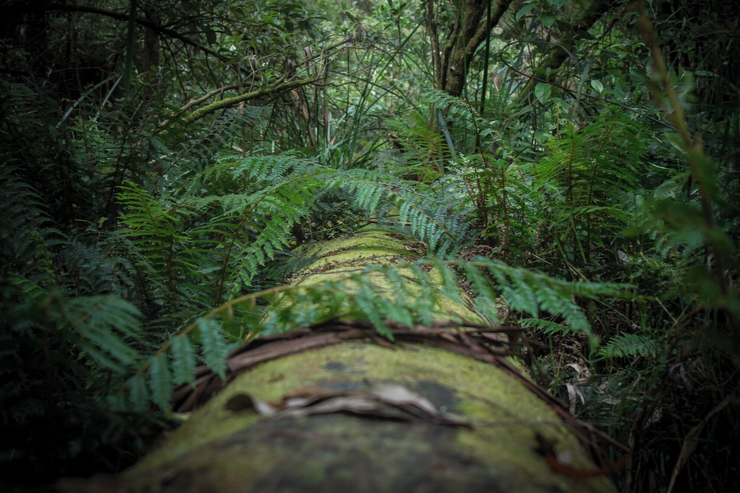 Taken from the path leading to Badger Weir, this is a great little spot to visit; and if you're lucky you'll spot a Lyrebird like we did! 
