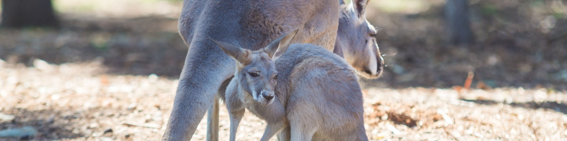 Adult female and juvenile eastern grey kangaroo in Australia