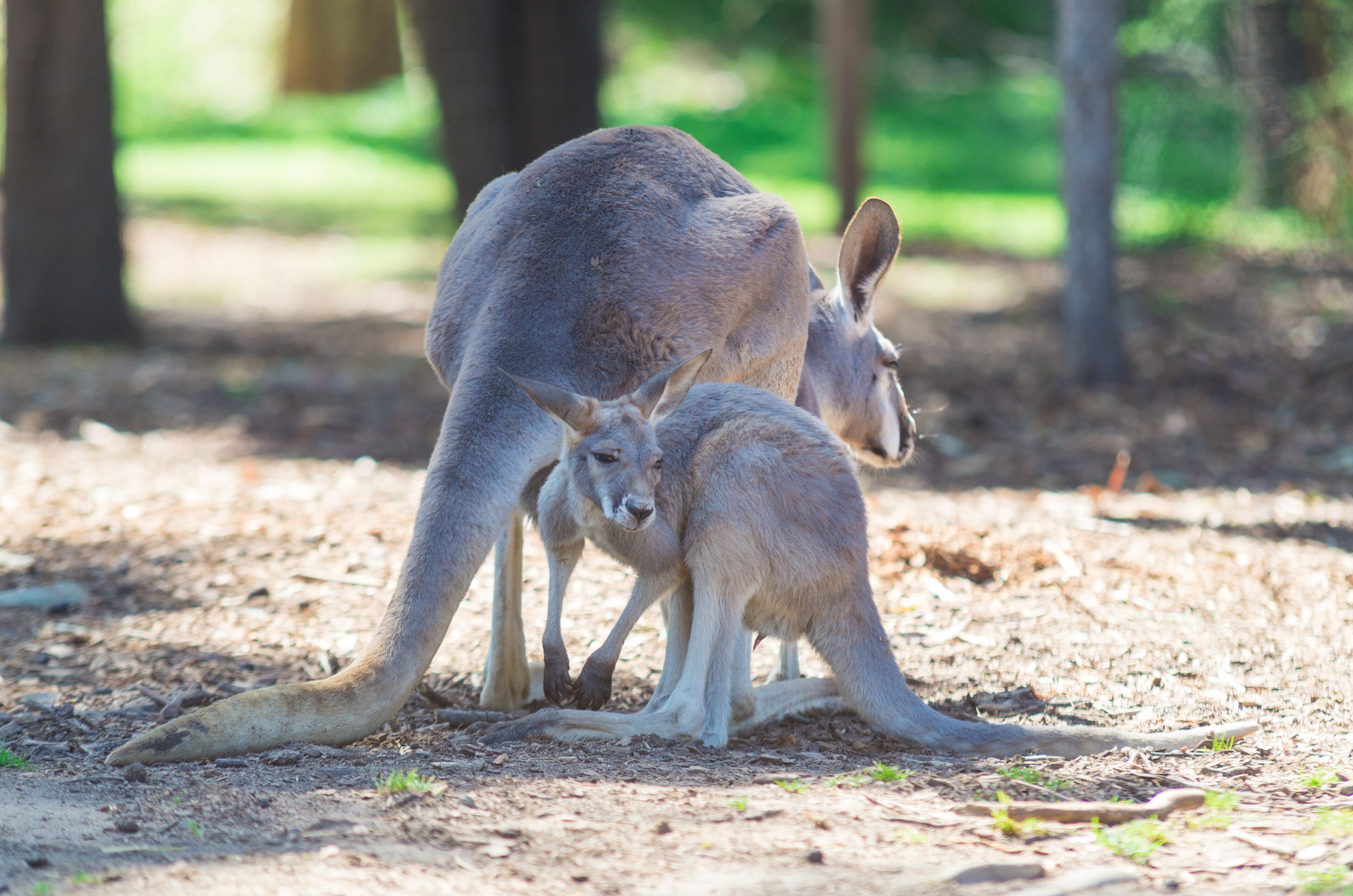 Two kangaroos in a natural setting with trees and dry ground.