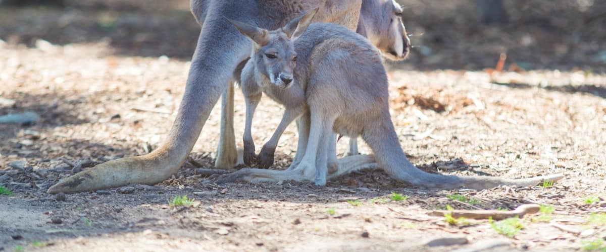Two kangaroos in a natural setting with trees and dry ground.