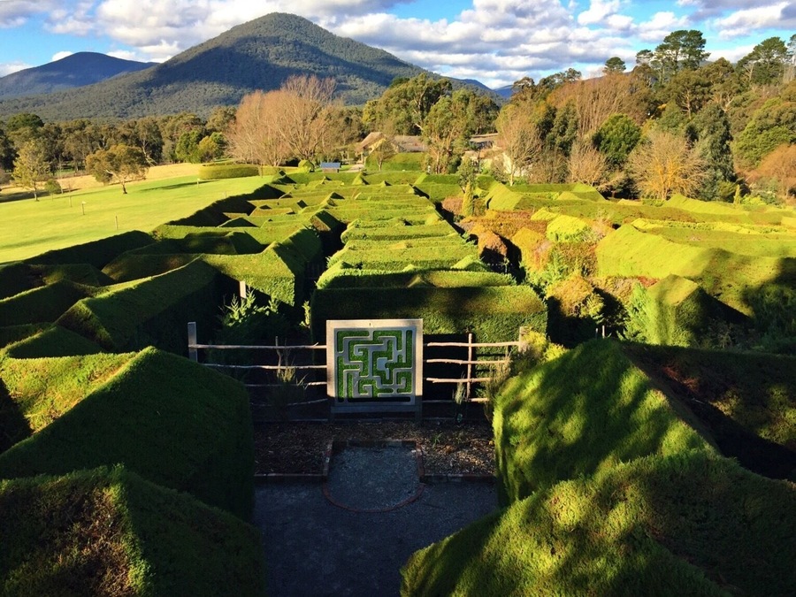 Mazes are amazing 🌳🍃🌿 #maze #greengrass