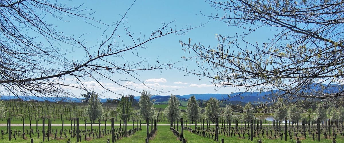 When you enter the gates at Oakridge the first thing you will notice is the beauty. A blossom lined driveway meanders its way through the property.
With chef Matt Stone and Jo Barrett designing amazing taste sensation.  
A must!!!
#melbourne #yarravalley #oakridge #spring #finedining #yarravalleylife