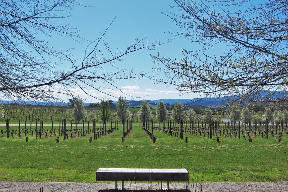 A vineyard with rows of grapevines and a bench in the foreground.