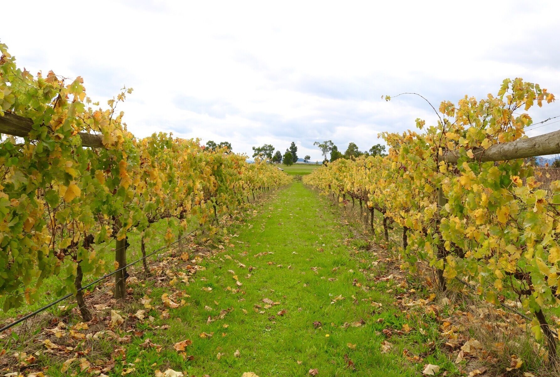 Autumn is a beautiful time in the Yarra Valley with all the grape vines turning yellow and red, before losing their leaves for the coming months. 