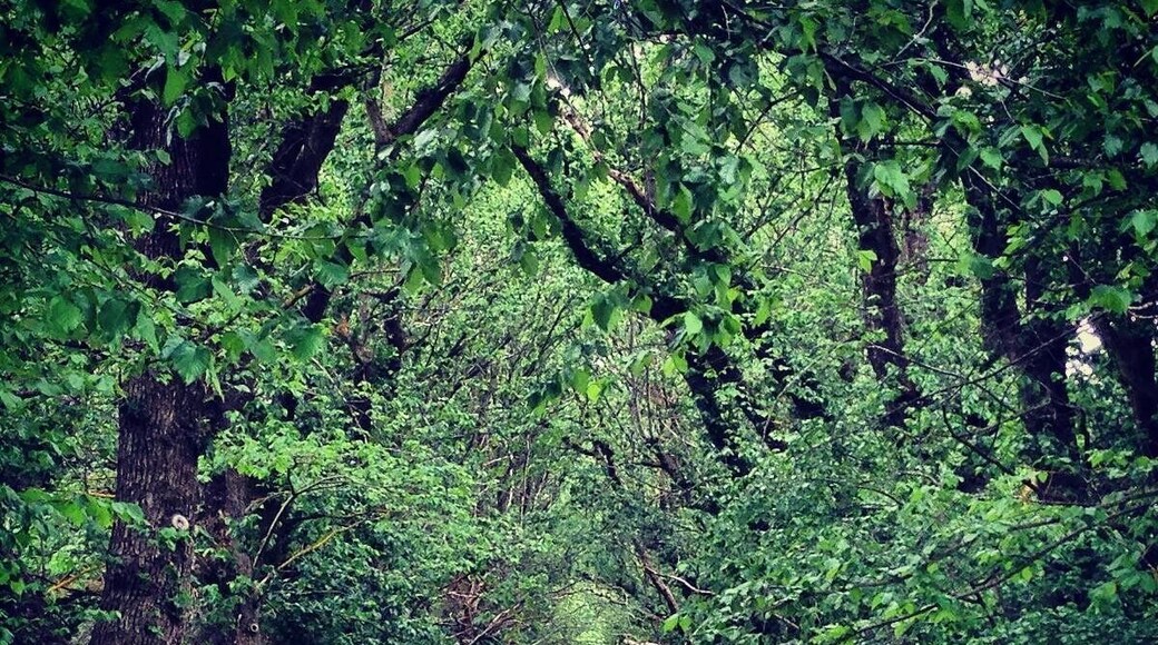 Yering Station Winery