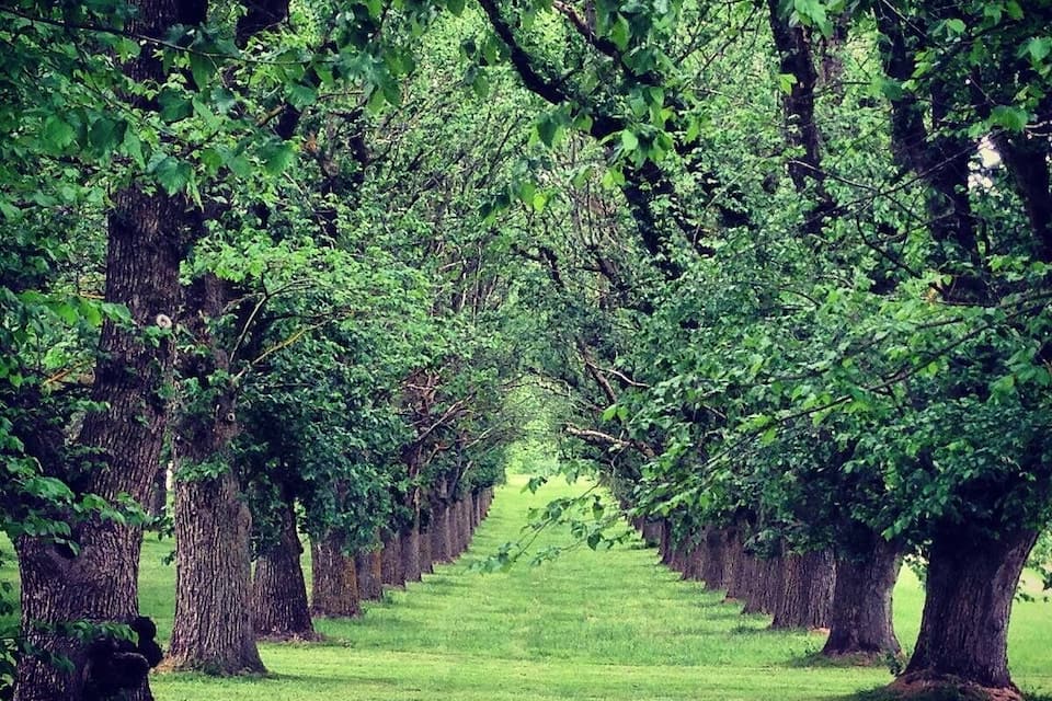 A pathway lined with trees in a park.