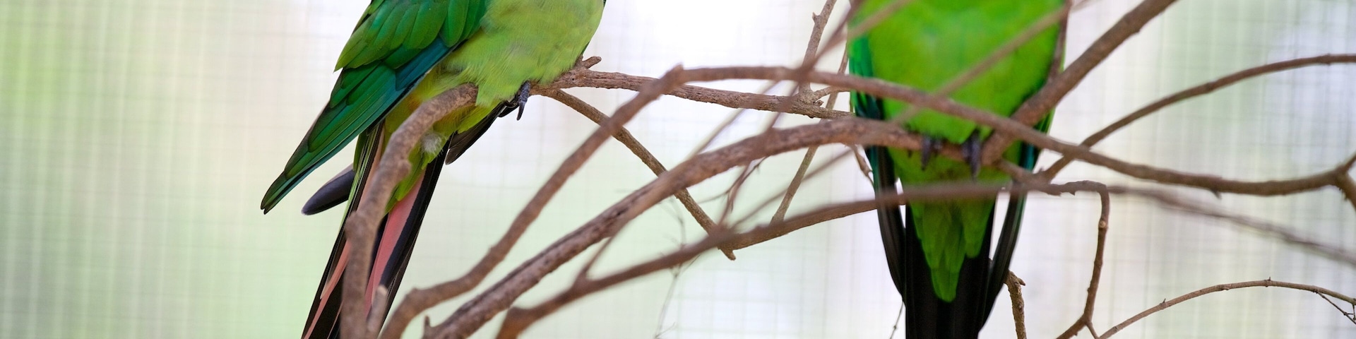 Healesville Wildlife Sanctuary mostrando aves