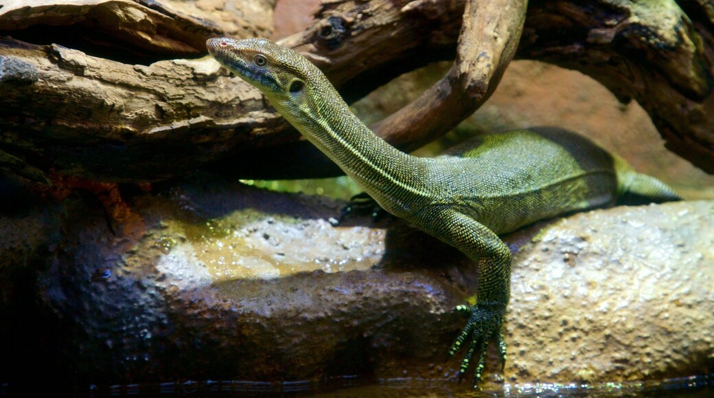 Healesville presenterar djur