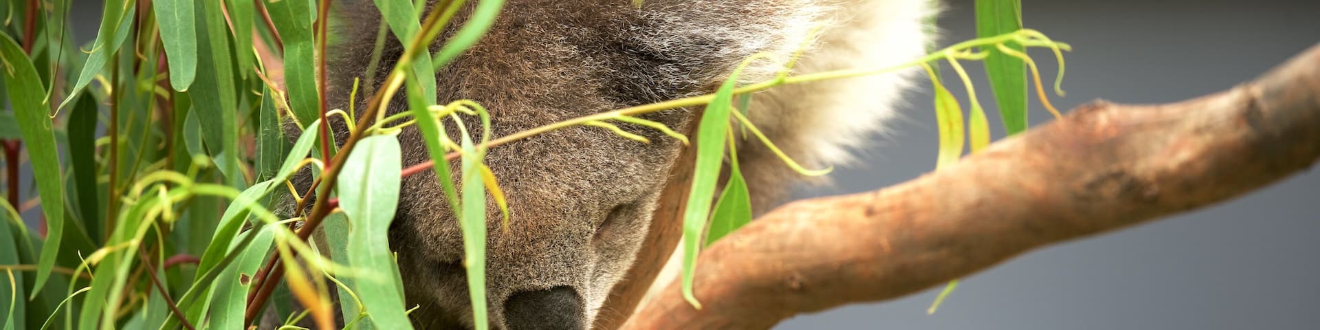 Healesville Wildlife Sanctuary showing cuddly or friendly animals