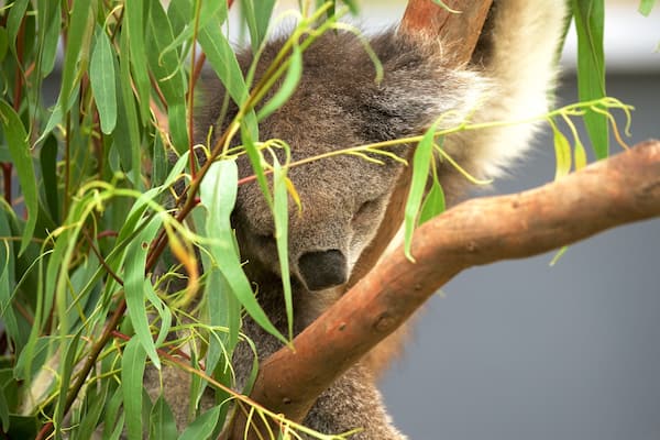 Healesville Wildlife Sanctuary featuring cuddly or friendly animals