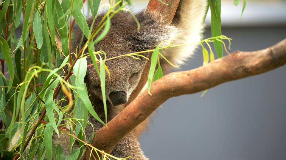 A koala clinging to a tree branch amidst green leaves.