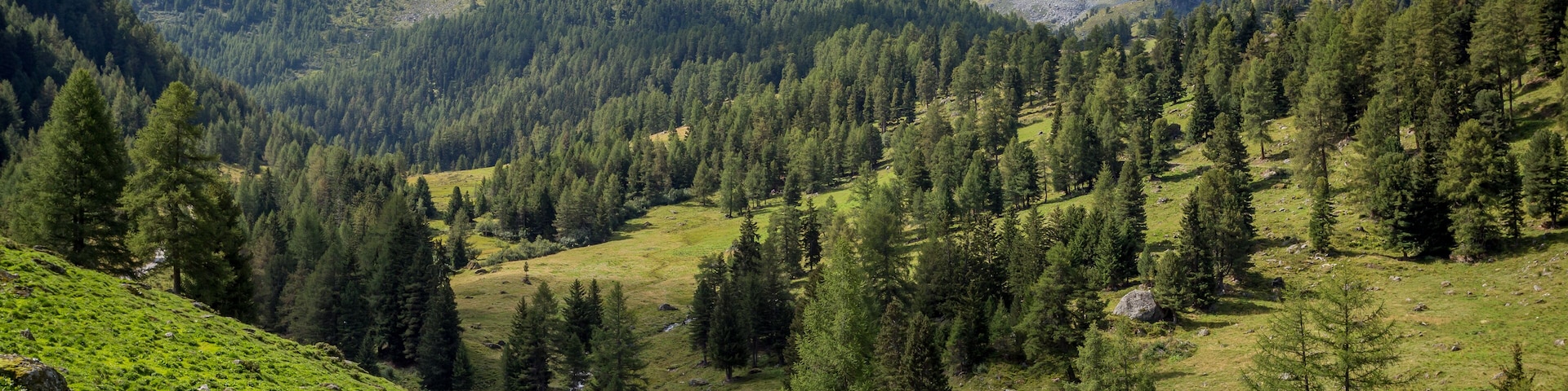 A mountain landscape with a dirt path, dense forests, and rocky peaks.