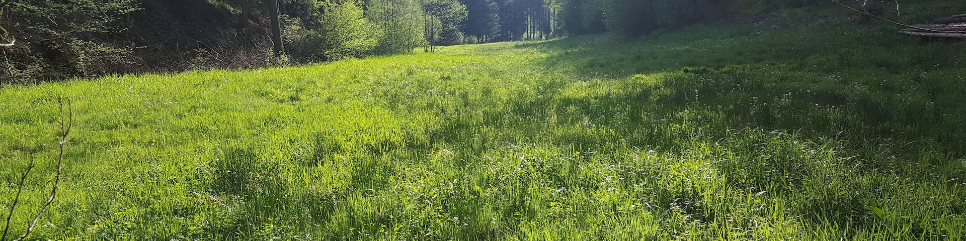 The Alsmicke valley located in "Alsmicketal mit Hangwäldern" nature reserve (Germany).