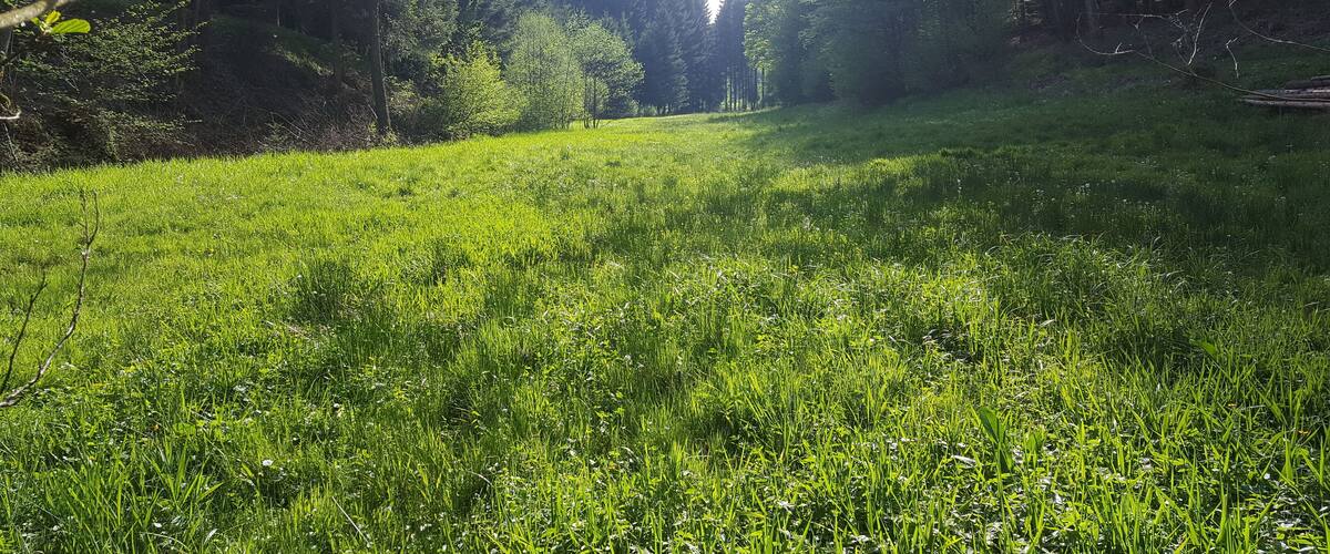 A grassy field with trees in the background.