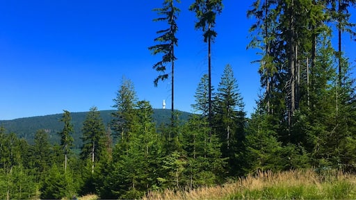 In the Fichtel Mountains, Bavaria, view from the Ochsenkopf (1024m) to the Schneeberg (1053m)
#green