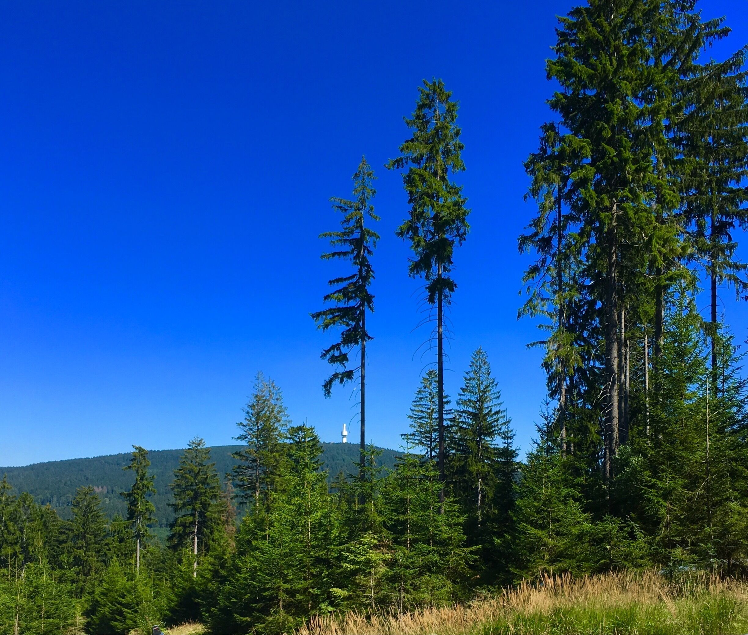 A forest with tall evergreen trees and a clear blue sky.