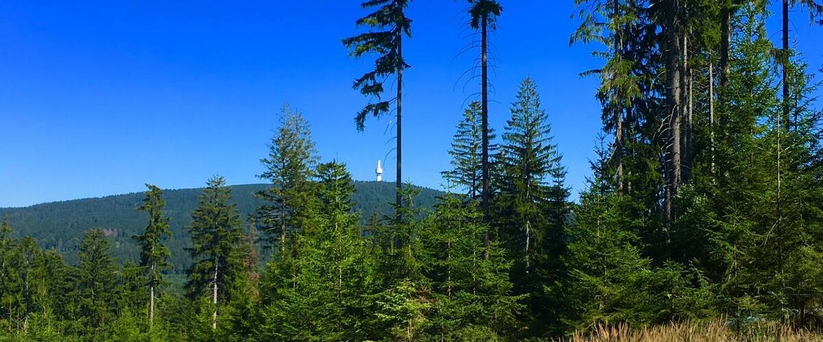 A forest with tall evergreen trees and a clear blue sky.