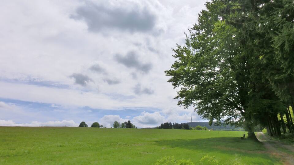 A grassy field with a large tree and a clear sky.