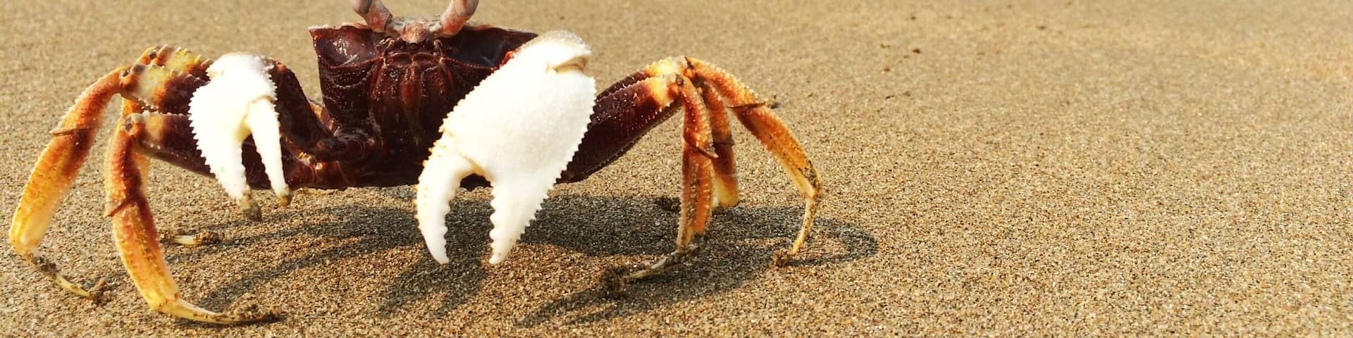 Met this little fellow on the Arossim beach in South Goa. Arossim is a not very frequented beach - quiet and secluded. It was heaven in March ..warm water, sunny skies and a chance to watch the local fishermen at work.