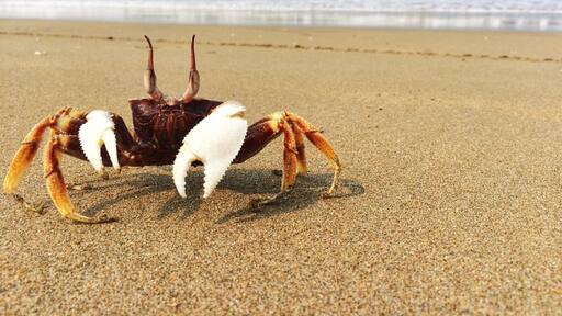 Met this little fellow on the Arossim beach in South Goa. Arossim is a not very frequented beach - quiet and secluded. It was heaven in March ..warm water, sunny skies and a chance to watch the local fishermen at work.
