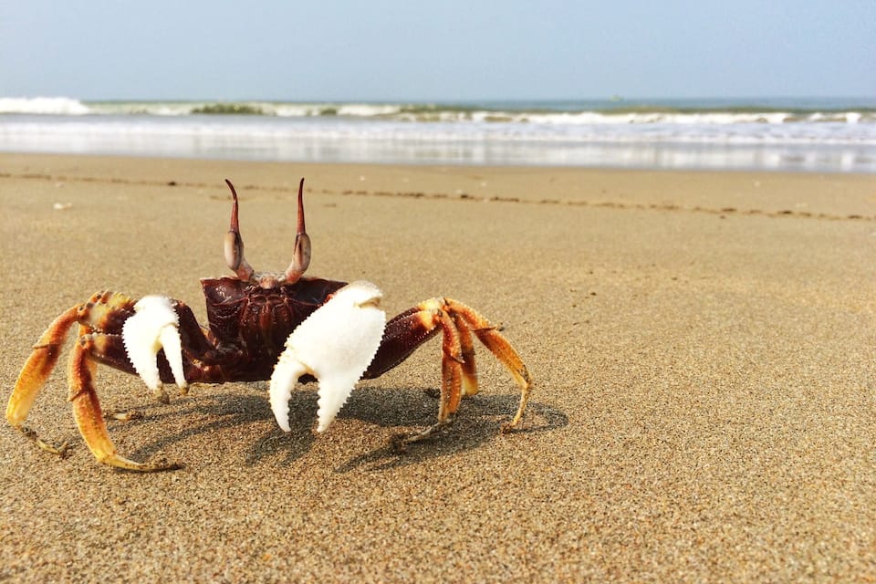 A crab on a sandy beach with waves in the background.