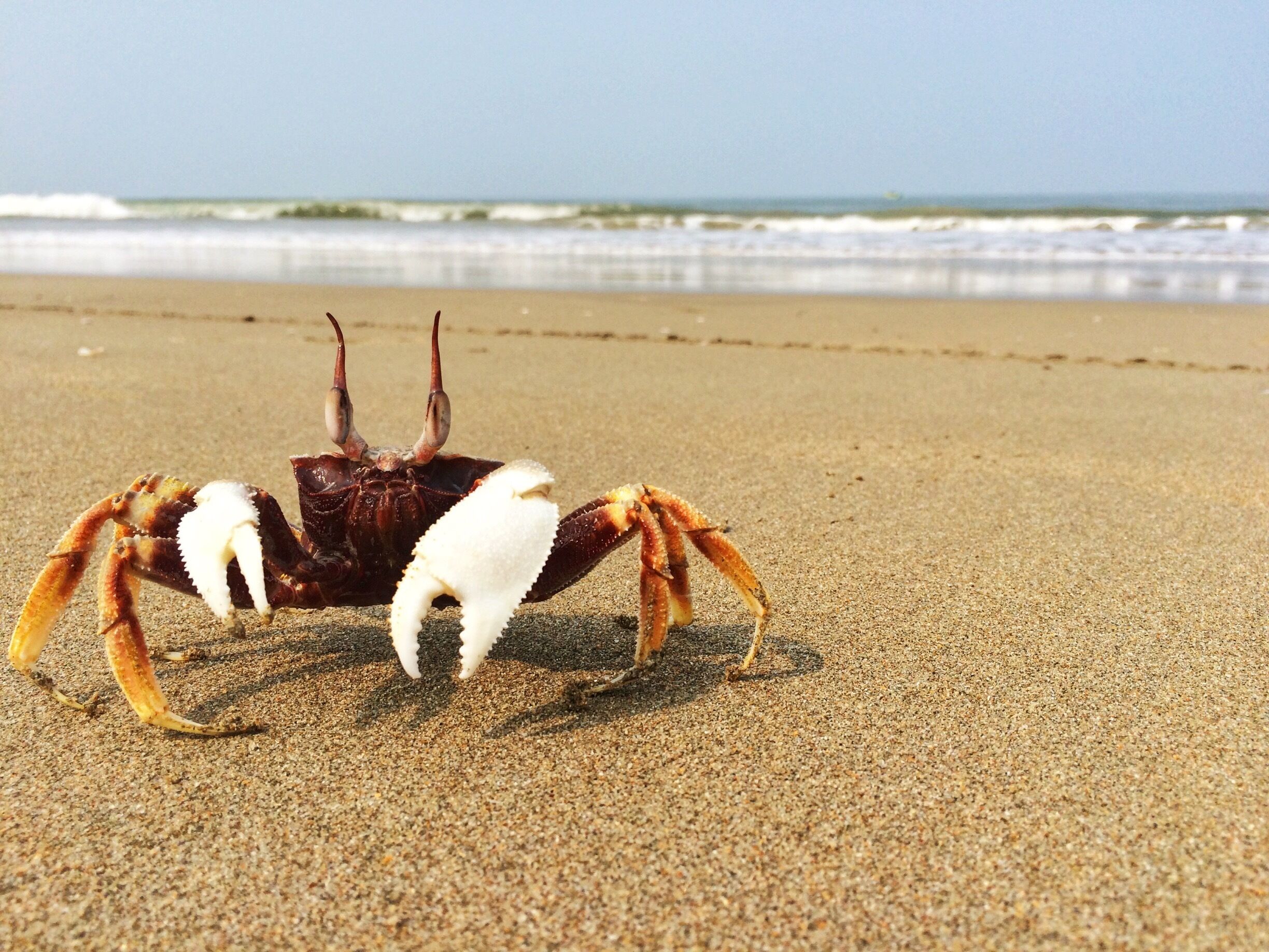 A crab on a sandy beach with waves in the background.