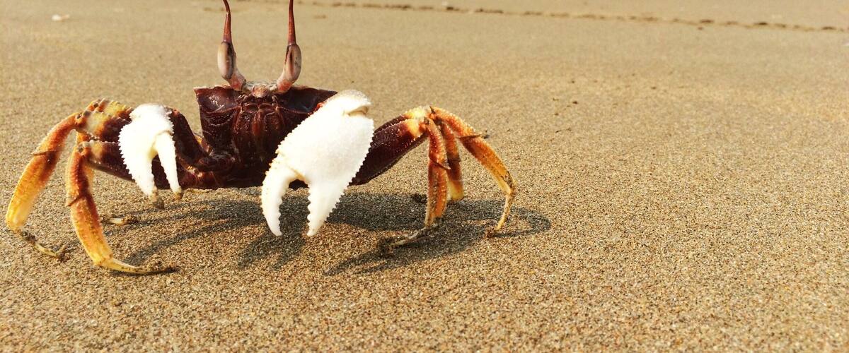 A crab on a sandy beach with waves in the background.