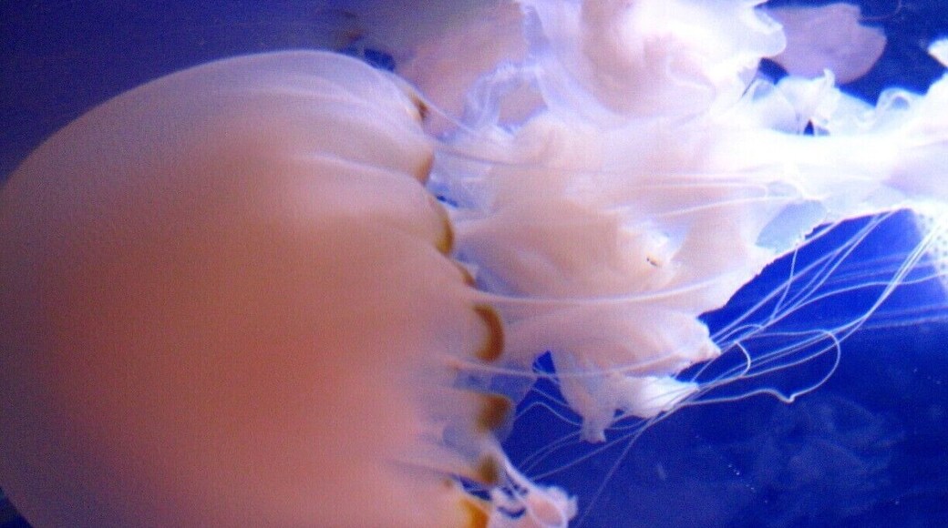Jellyfish are the major non-polyp form of individuals of the phylum Cnidaria. They are typified as free-swimming marine animals consisting of a gelatinous umbrella-shaped bell and trailing tentacles