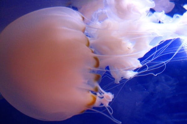Jellyfish are the major non-polyp form of individuals of the phylum Cnidaria. They are typified as free-swimming marine animals consisting of a gelatinous umbrella-shaped bell and trailing tentacles