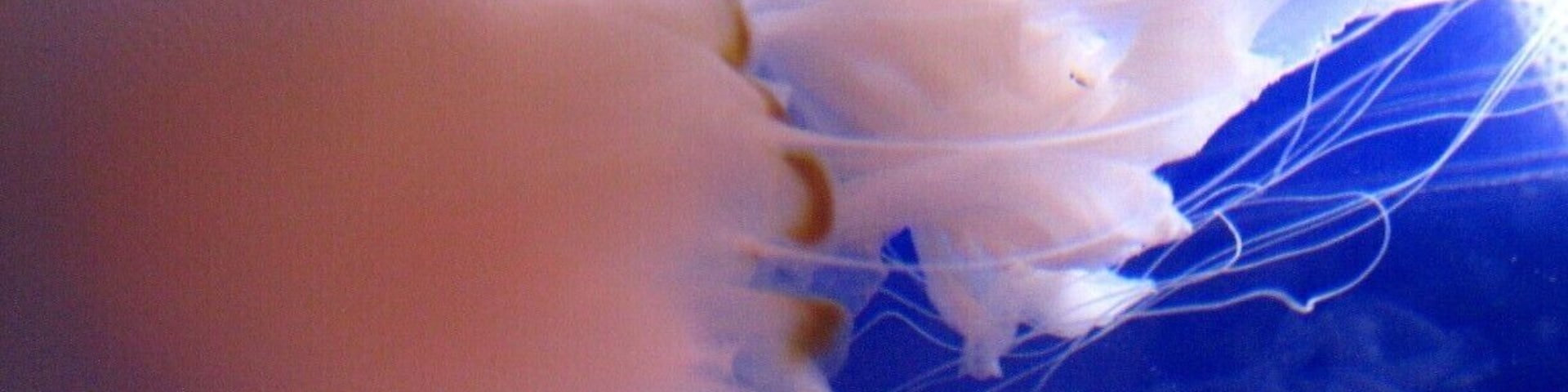 Jellyfish are the major non-polyp form of individuals of the phylum Cnidaria. They are typified as free-swimming marine animals consisting of a gelatinous umbrella-shaped bell and trailing tentacles