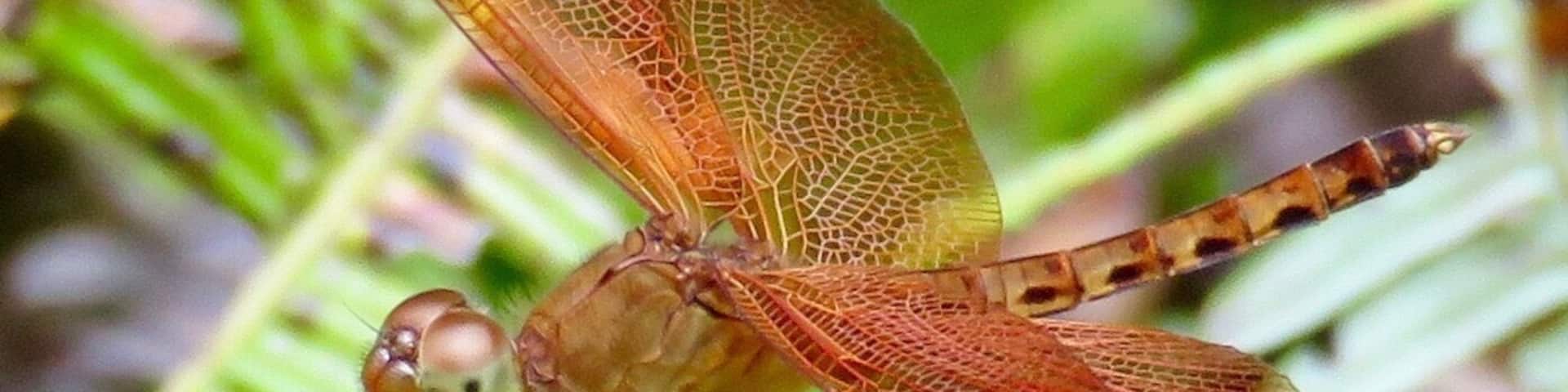 Slow down, look around. There's beauty everywhere! Dragonfly in Langkawi, Malaysia