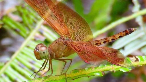 Slow down, look around. There's beauty everywhere! Dragonfly in Langkawi, Malaysia