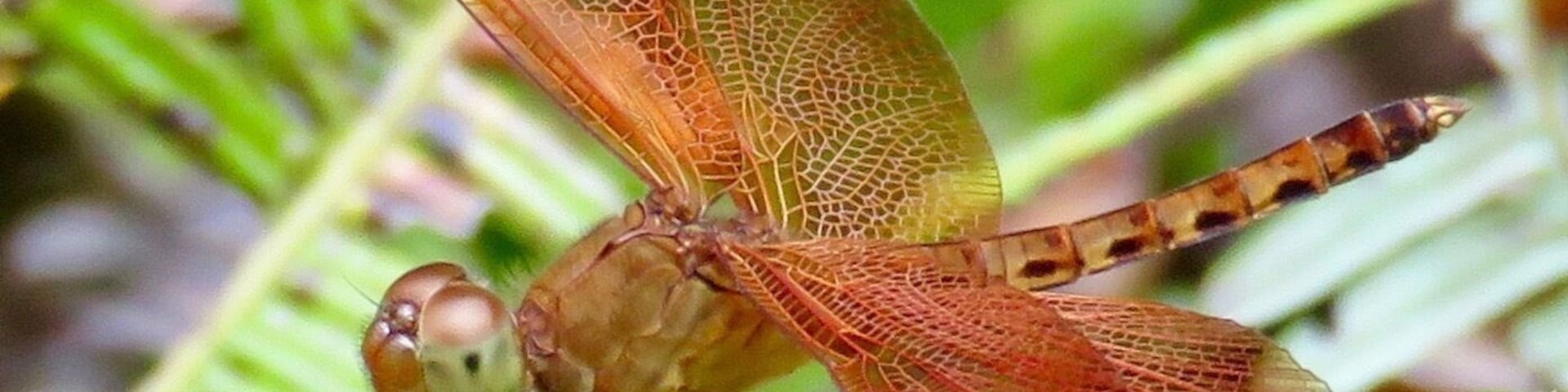 Slow down, look around. There's beauty everywhere! Dragonfly in Langkawi, Malaysia