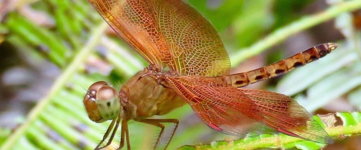 A dragonfly perched on a green plant.