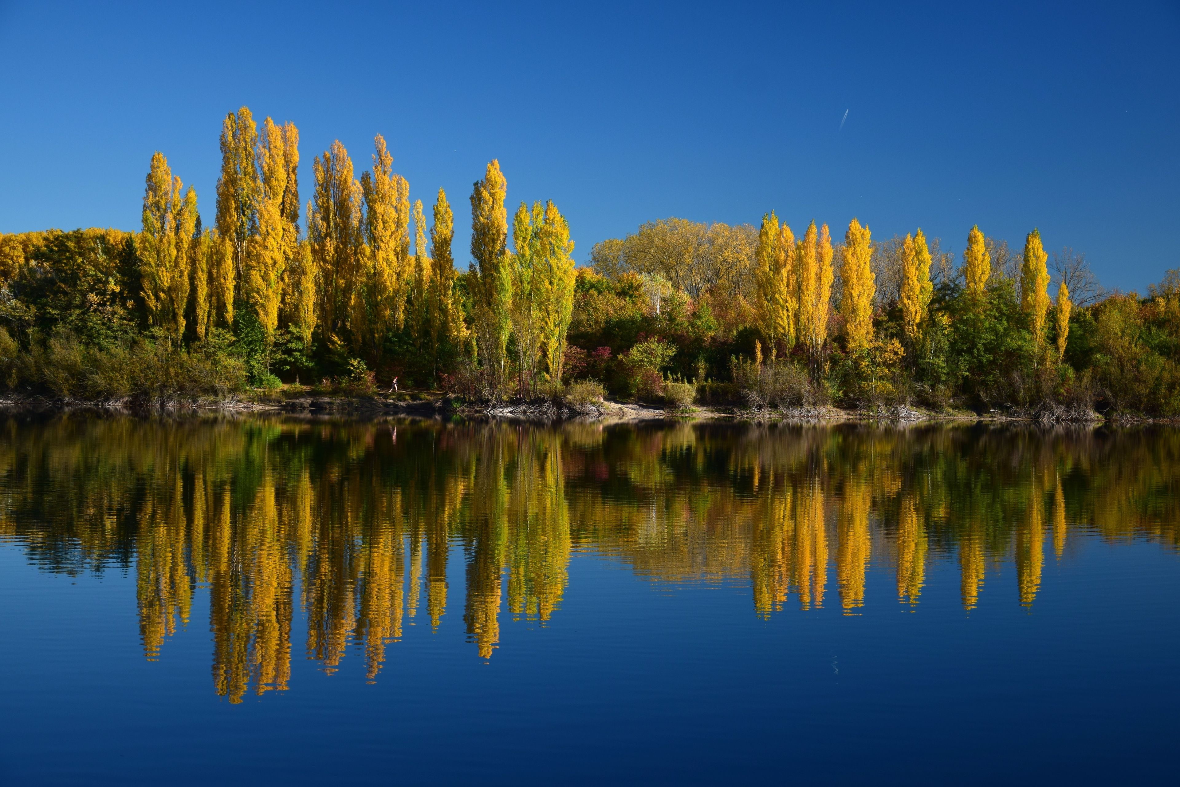 Un lago tranquilo que refleja árboles amarillos y un cielo azul despejado.