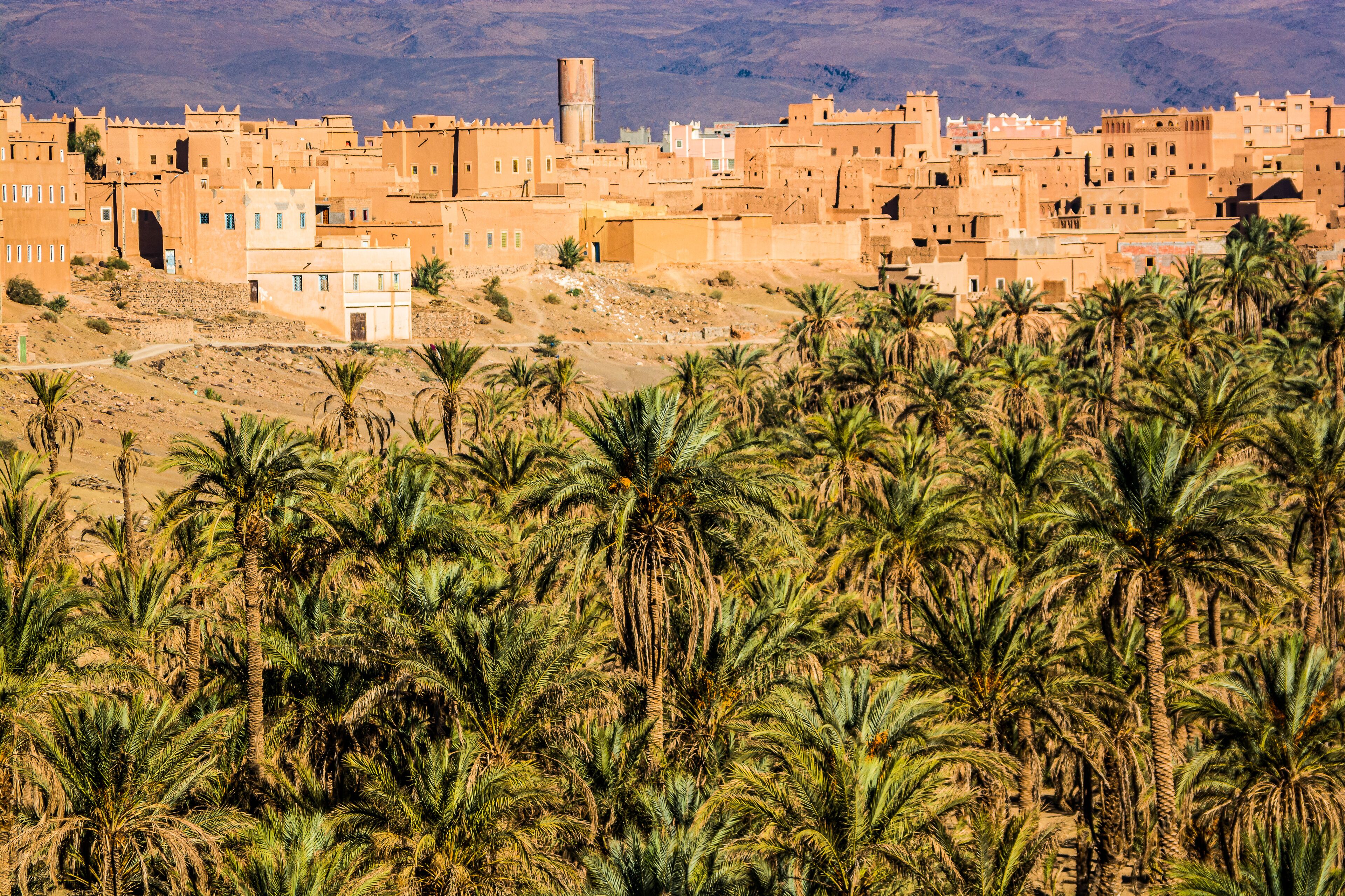 Palm oasis in valley near NKob village in Morocco