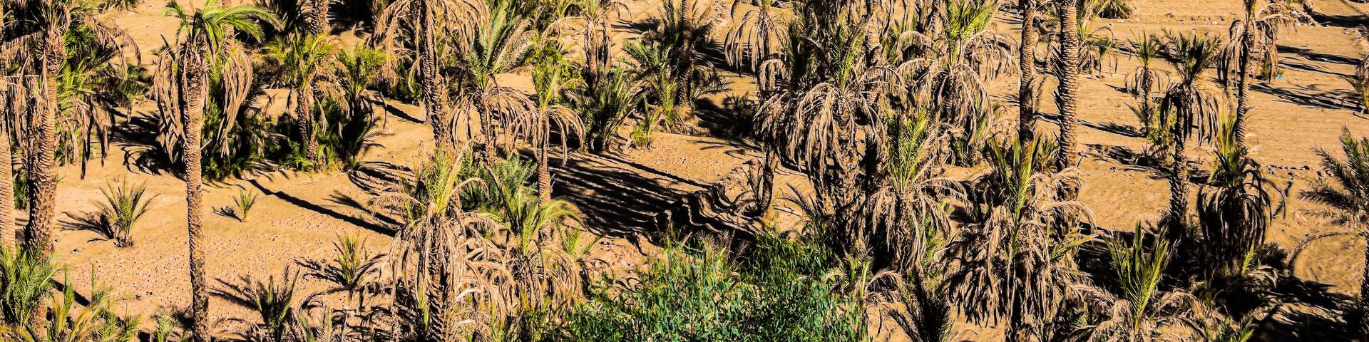 Palm oasis in valley near NKob village in Morocco