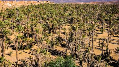 Palm oasis in valley near NKob village in Morocco